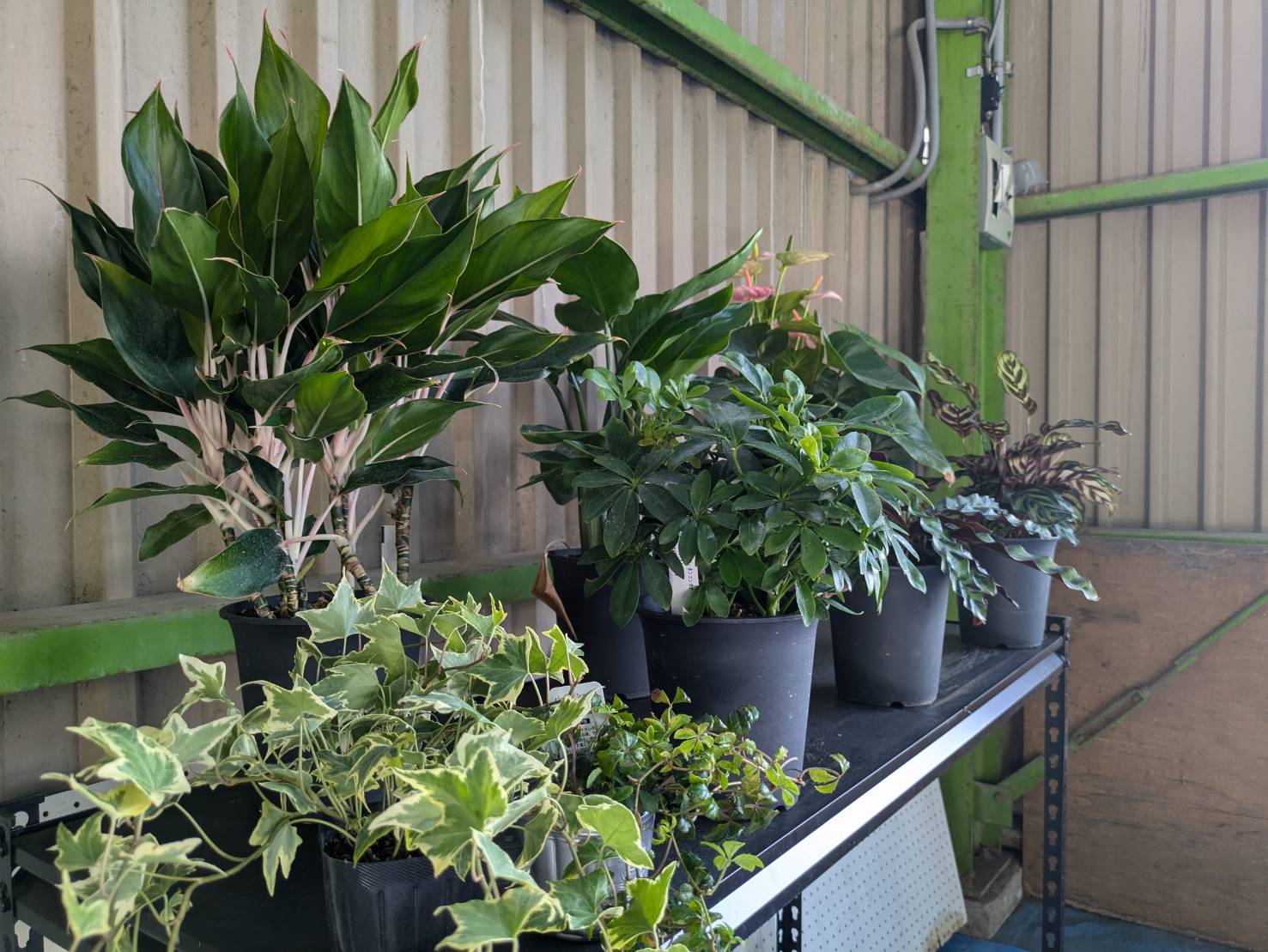 地元のお花、新鮮な植物を取り揃えています