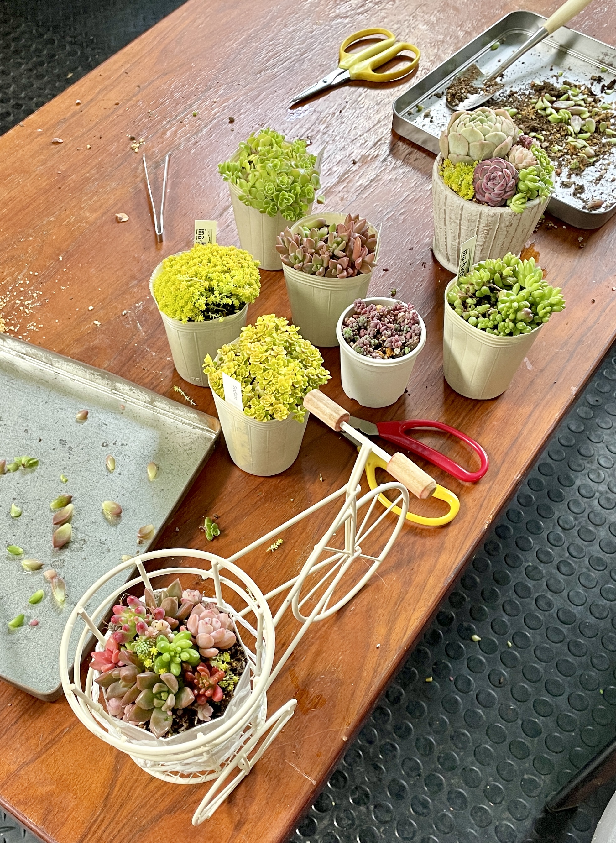 寄せ植え体験が楽しめる園芸店