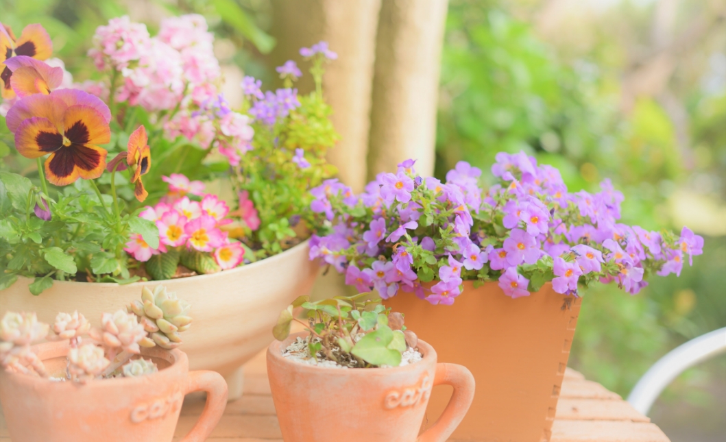 鉢・用土・肥料